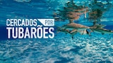 Cercados por Tubarões
