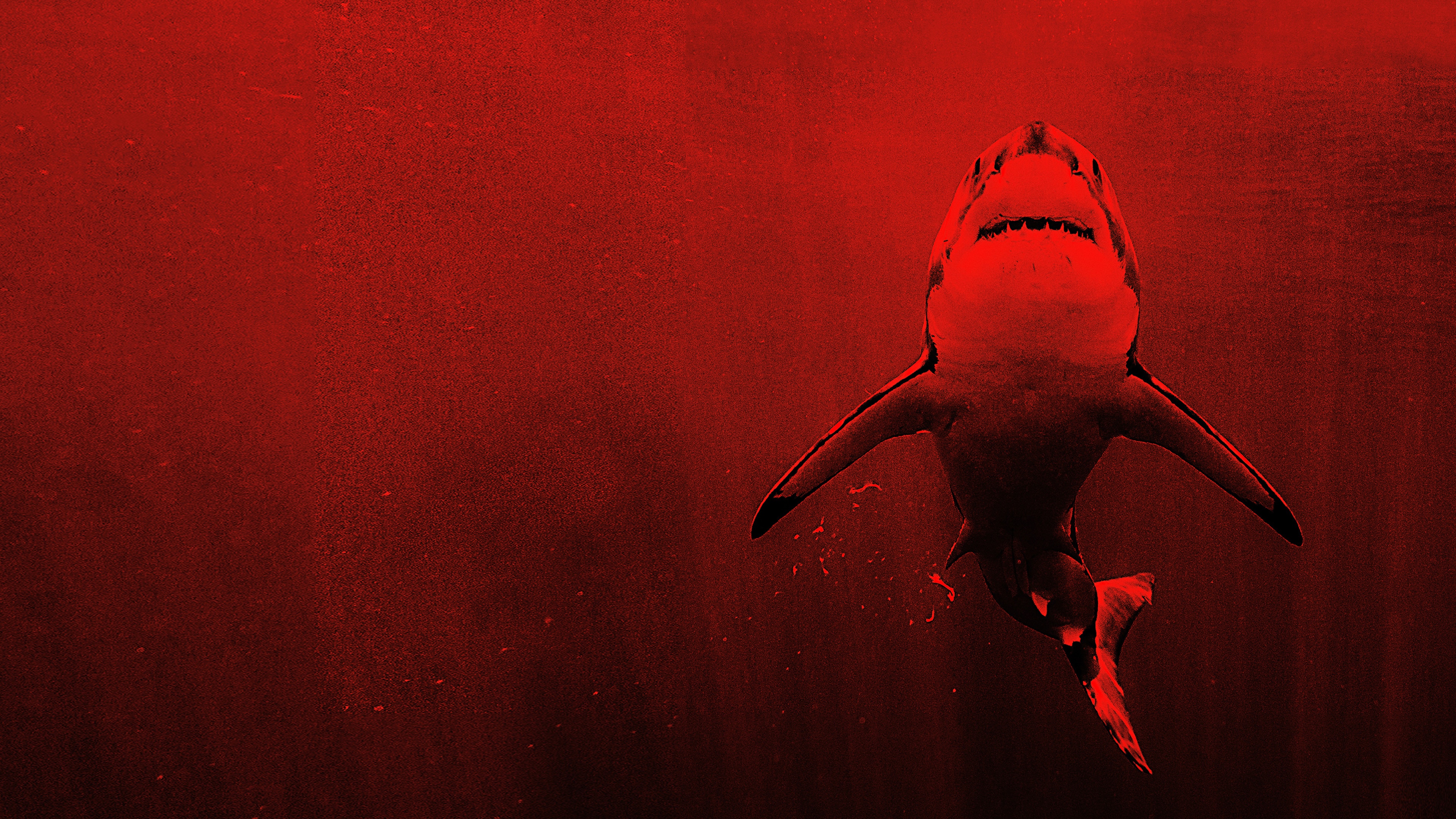 Ver El depredador blanco | HBO Max