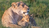 Kingdom of Predators