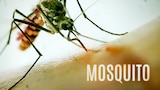 Mosquito