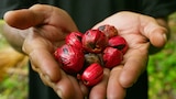 Cloves and Nutmeg From the Moluccas