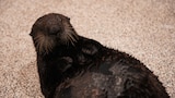 Sea Otter Summer Camp