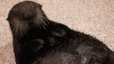 Sea Otter Summer Camp