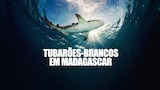 Tubarões-brancos em Madagascar