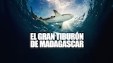 El gran tiburón de Madagascar