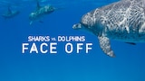 Sharks vs. Dolphins: Face Off