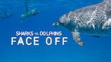 Sharks Vs Dolphins: Face Off
