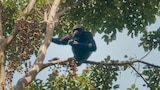 Chimpanzee