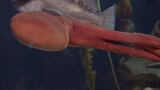 Ophelia the Octopus