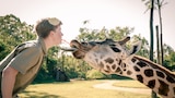 It's a Baby Giraffe!