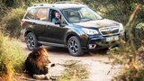 Showdown in Africa! 2014 Subaru Forrester 2.0XT Takes on Rare White Rhino