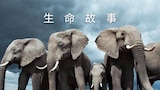 生命故事