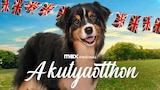 A kutyaotthon