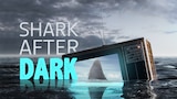 Shark After Dark