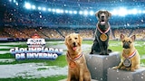 Puppy Bowl Apresenta: Cãolimpíadas de Inverno