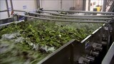 Indy Steering Wheels; Mixed Salad; Wind Turbines