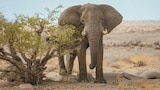 Desert-Adapted Elephant