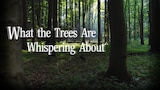 What the Trees are Whispering About  (2020)
