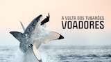 A Volta dos Tubarões Voadores