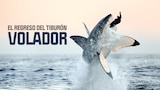 El regreso del tiburón volador