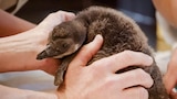 Penguin Chick Swim School