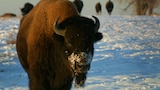 Bison Wranglers