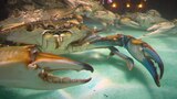 Dining With the Fishes
