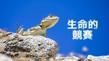 生命的競賽