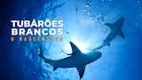 Tubarões Brancos: O Nascimento