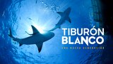 Tiburón Blanco: una nueva generación