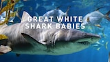 Great White Shark Babies