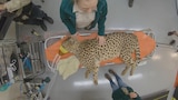 Wildlife Hospital Warriors