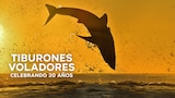 Tiburones voladores: Celebrando 20 años