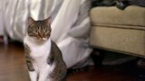 Meow Mates