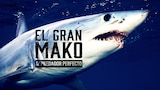 El gran mako: depredador perfecto