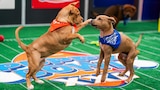 Puppy Bowl XXII