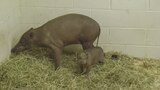 Mystery Piglet