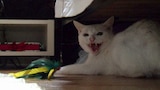 Wildcat!
