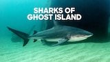 Sharks of Ghost Island