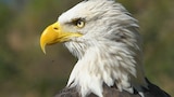 Eagle Eye