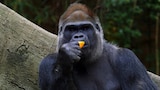 Un gorila con mucho corazón