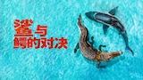 鲨与鳄的对决