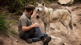 Southern Rocky Mountain Wolf