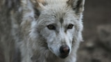 Southern Rocky Mountain Wolf