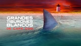 Grandes tiburones blancos de Cape Cod