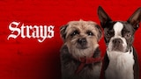 Strays