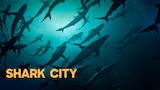 Shark City