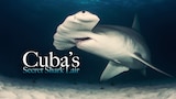 Cuba's Secret Shark Lair