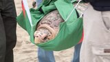 Turtle Rescue, Roller Derby and Treasure Hunt