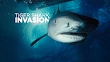 Tiger Shark Invasion